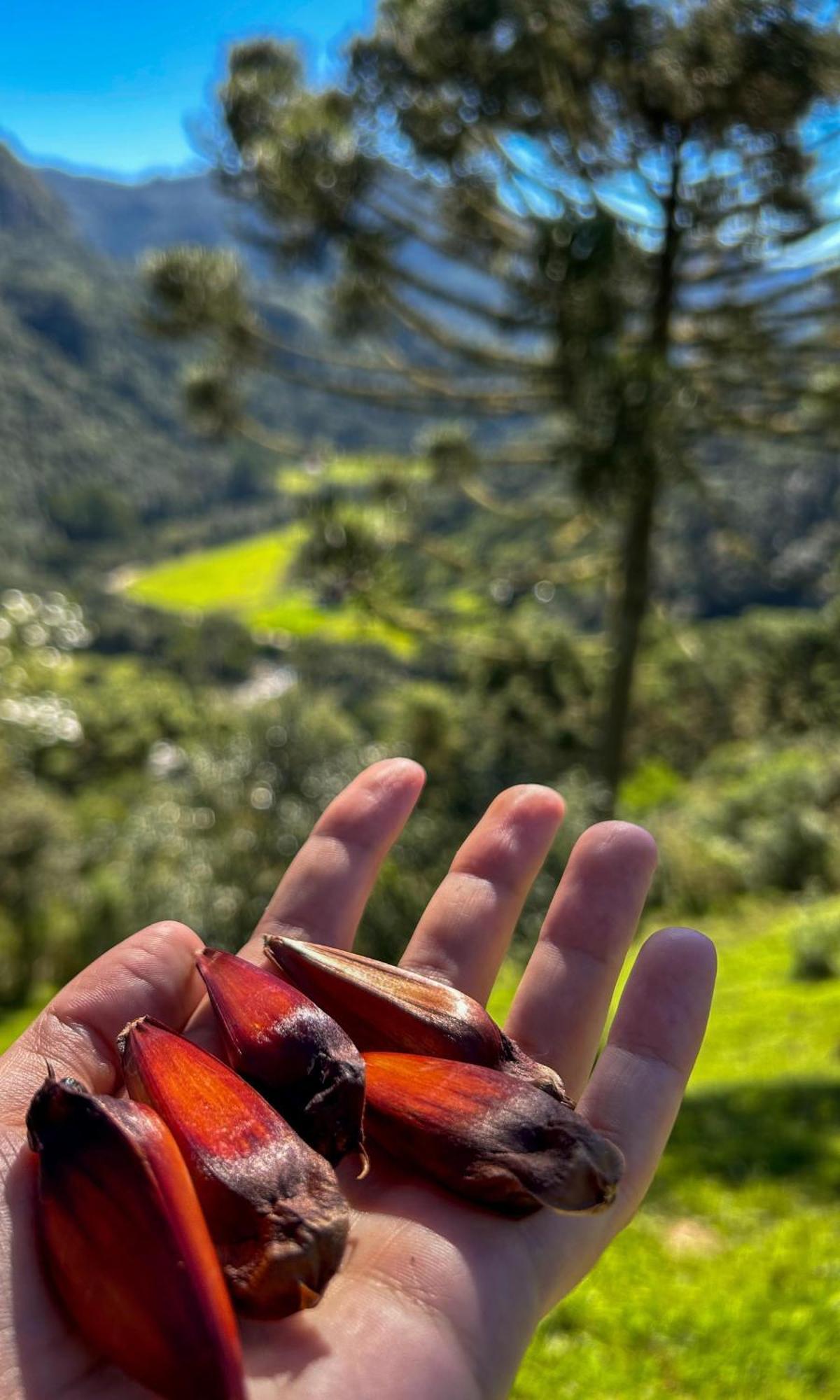 Refugio Das Araucarias Урубиси Экстерьер фото
